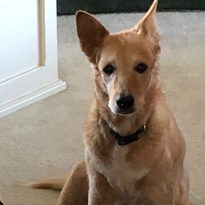 Meet your Posher, Lindsay